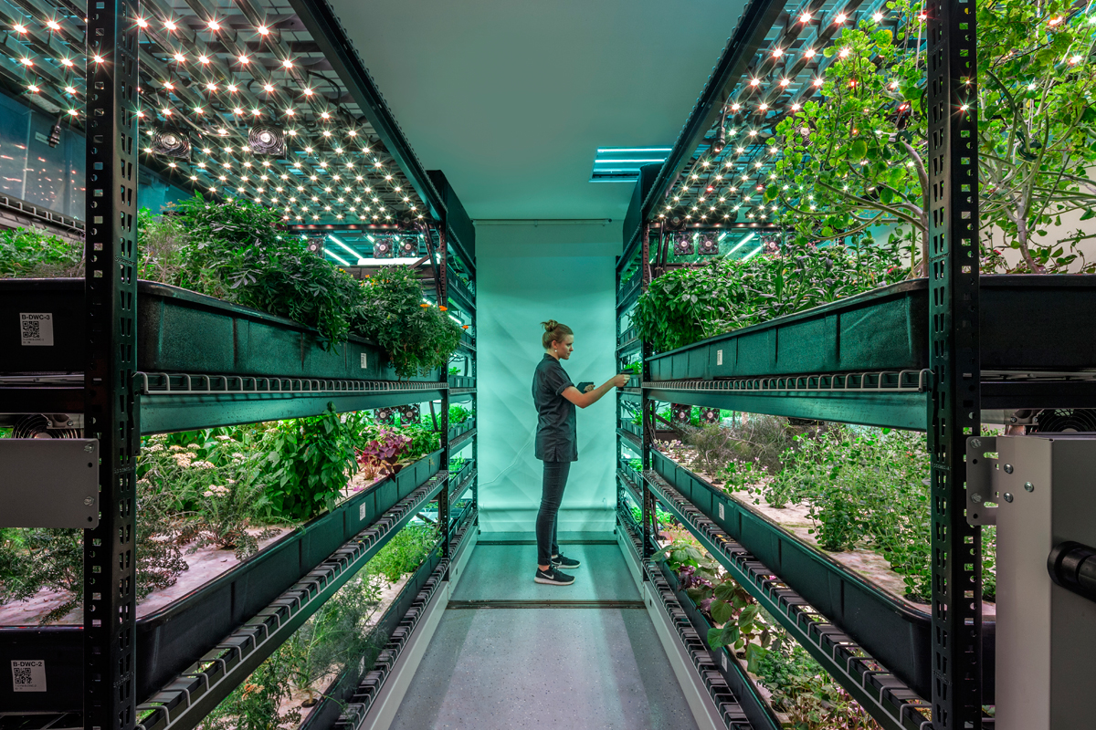 Can Vertical Farms Reap Their Harvest? It’s Anyone’s Bet.