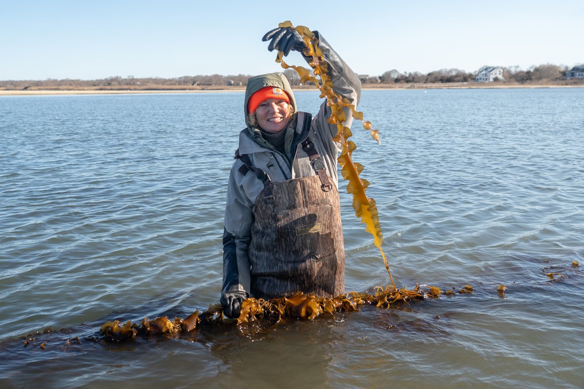 Bringing Kelp Farms Into the Blue Economy: Building Infrastructure, Step by Step