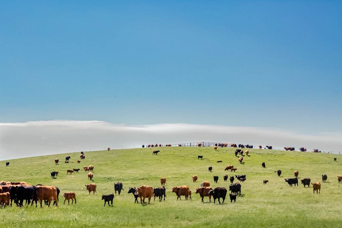 Op-ed: We Don’t Need a ‘Moonshot’ for Faux Burgers—We Need To Hold ‘Big Meat’ Accountable.