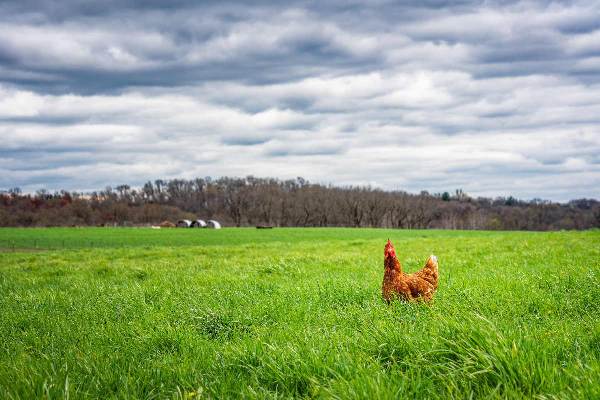 Fast Food and Grocery Giants Promise to Sell ‘Better’ Chicken—Is It Enough?