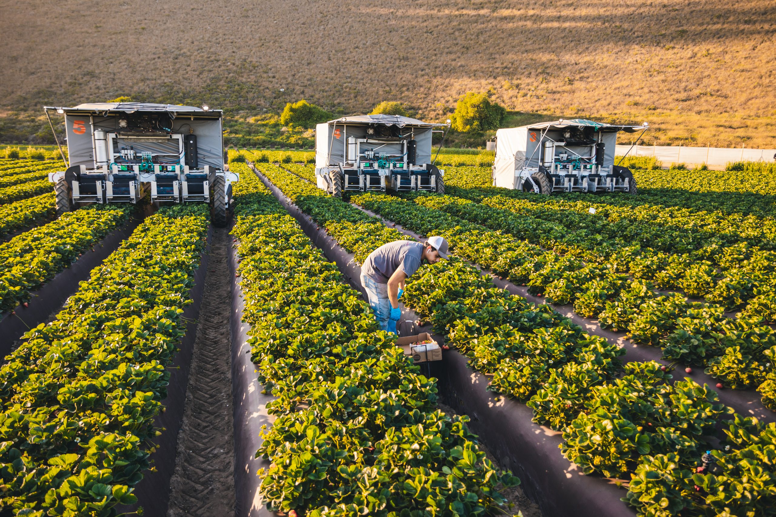 Automated Harvest is Coming. What Will it Mean for Farmworkers and Rural Communities?